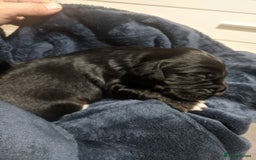 Cocker Spaniel dogs for sale: 6 beautiful working cocker spaniels  - Image 9