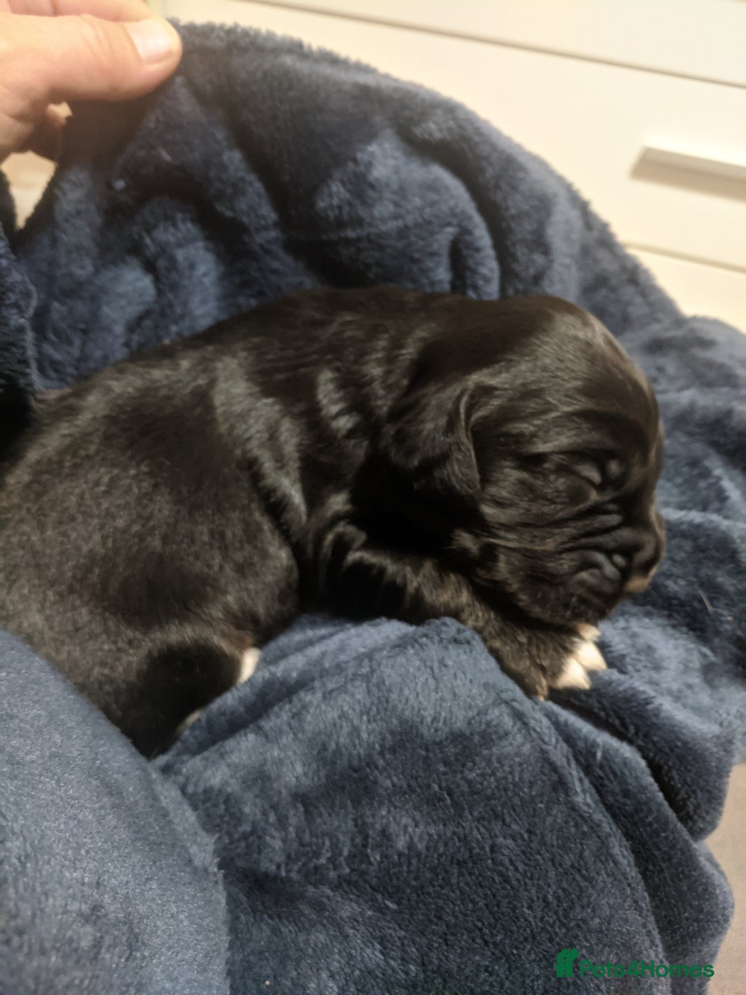 Cocker Spaniel dogs for sale: 6 beautiful working cocker spaniels  - Image 9
