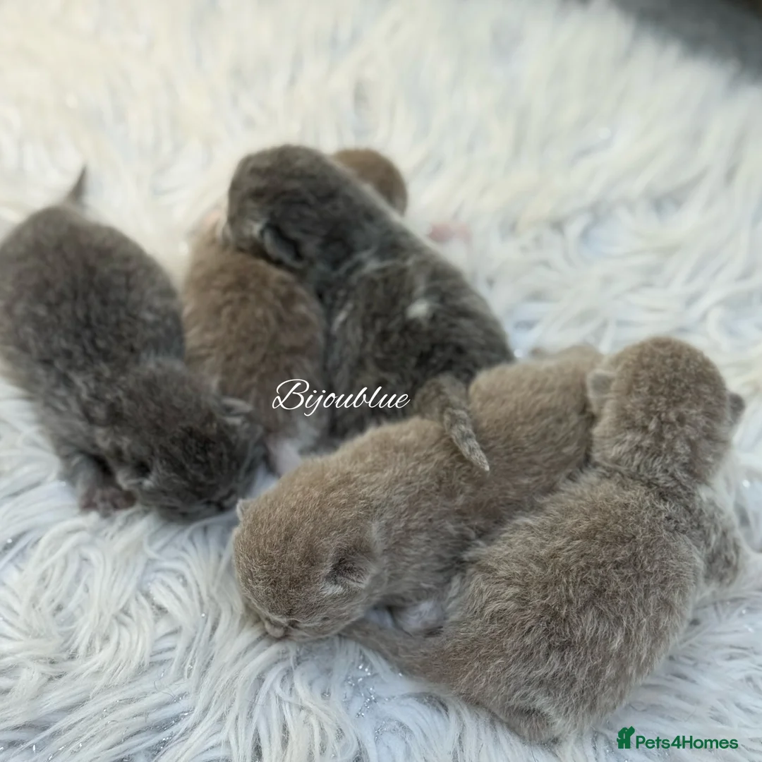 British Shorthair cats for stud: ⭐️ Two Imported Powerhouse Studs ⭐️ in London - Advert 12