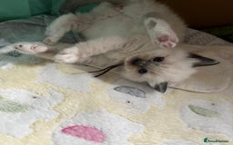 Ragdoll cats for sale: Beautiful Ragdoll Kittens, GCCF & Tica Registered - Image 29