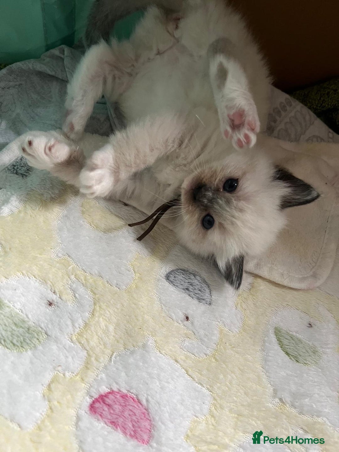 Ragdoll cats for sale: Beautiful Ragdoll Kittens, GCCF & Tica Registered - Image 29