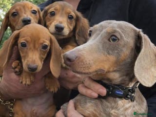Miniature Dachshund dogs 3 beautiful miniature dachshunds - Advert 1