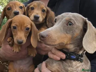 Miniature Dachshund dogs 3 beautiful miniature dachshunds - Advert 1