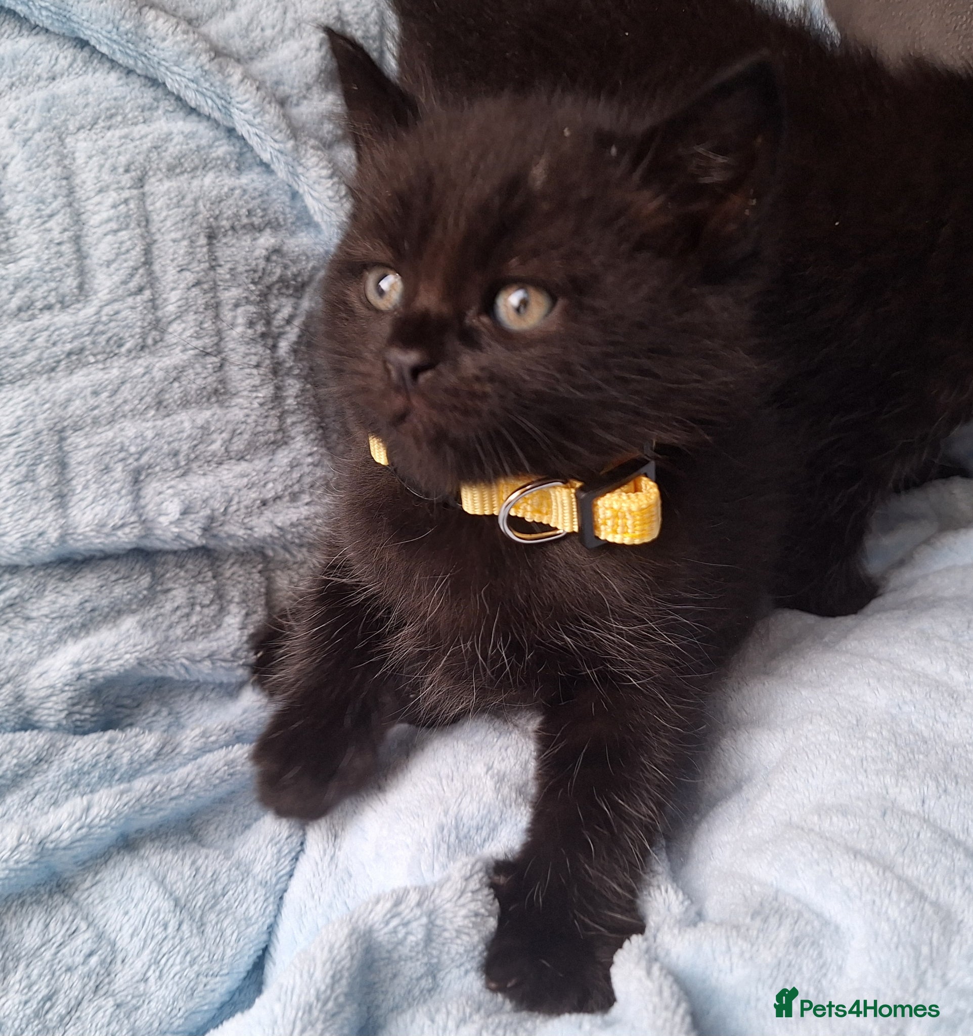 Mixed Breed cats Adorable Kittens for Sale – Ready 21 April - Advert 1