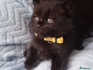 Mixed Breed cats Adorable Kittens for Sale – Ready 21 April - Advert 2