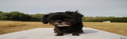 Shih Tzu dogs for sale: Red collar - Advert 5