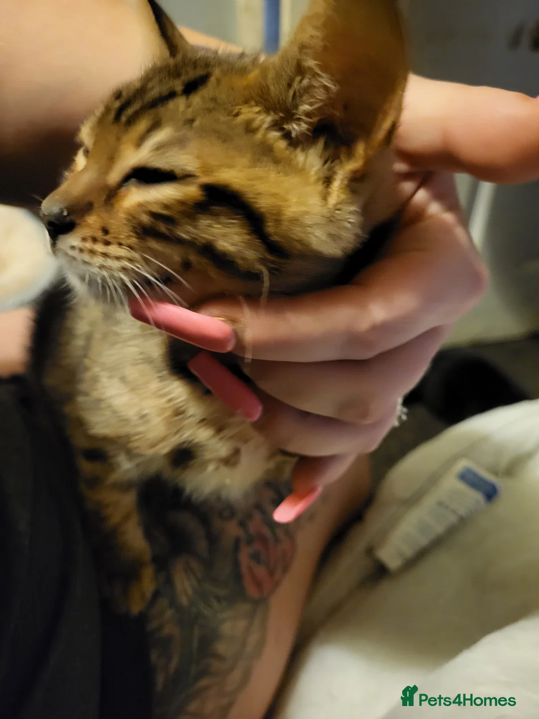 Bengal cats for sale: Female Bengal - Advert 11