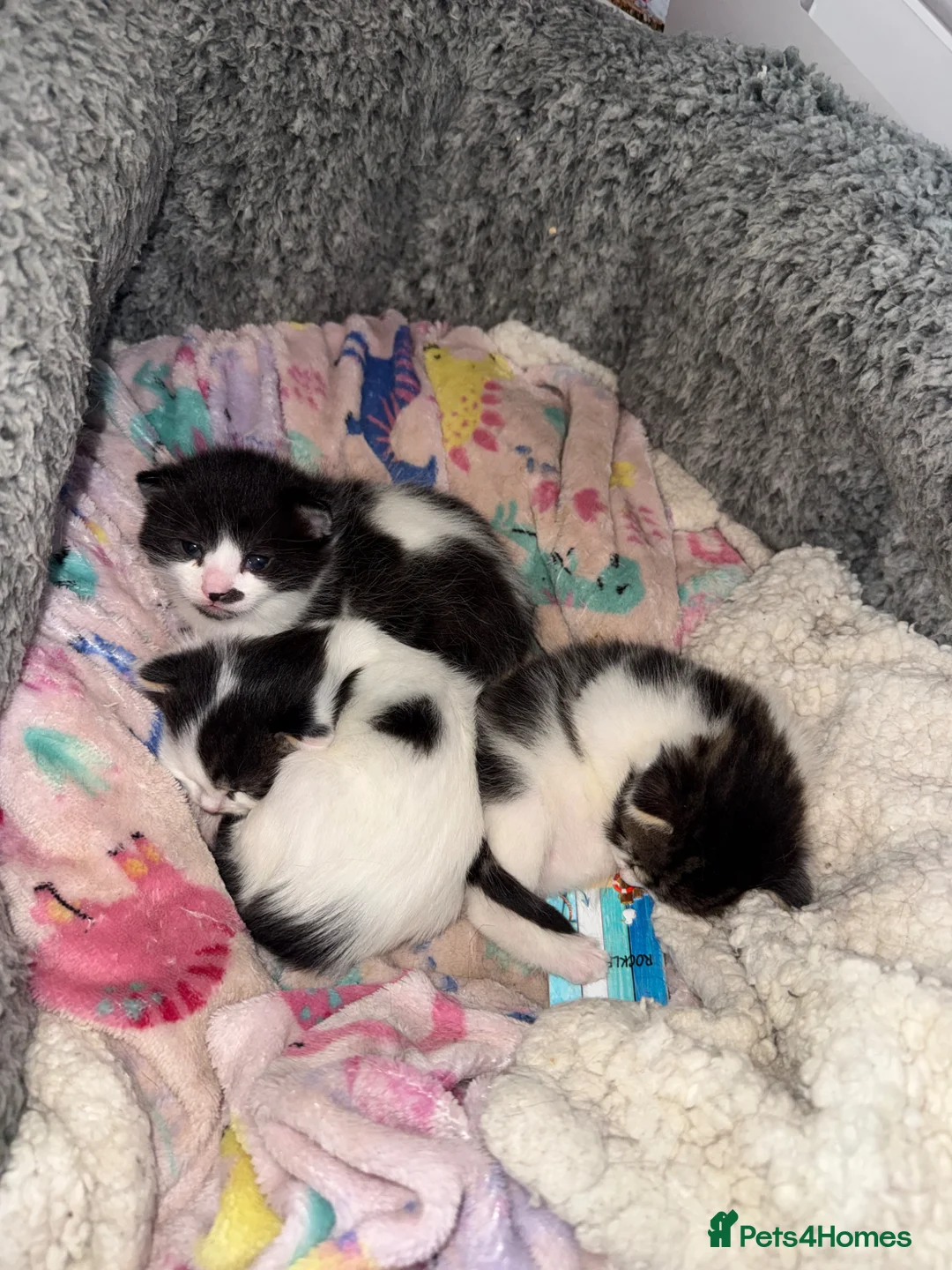 Mixed Breed cats for sale: Mixed kittens  in Lincoln - Advert 2