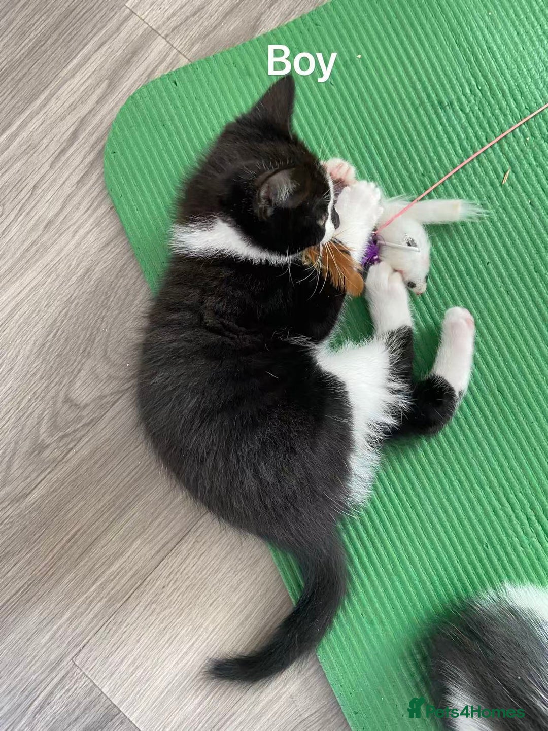 Mixed Breed cats for sale: Cute kittens and mom looking for a good home - Advert 16