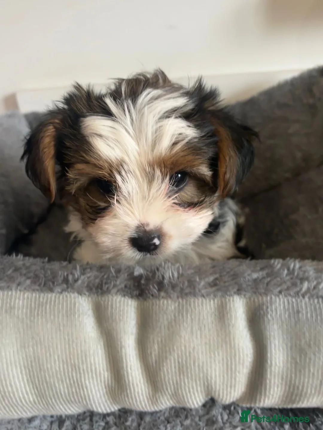 Biewer Terrier dogs for sale: Biewer Terrier puppy - Advert 12
