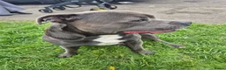 Staffordshire Bull Terrier dogs for sale: Blue staffordshire bull terriers - Advert 5