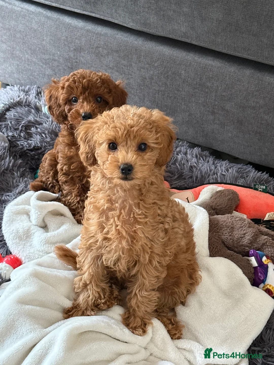Toy Poodle dogs for sale: ❤️ Exceptional Asian Red Toy Poodle Puppies ❤️ - Advert 15