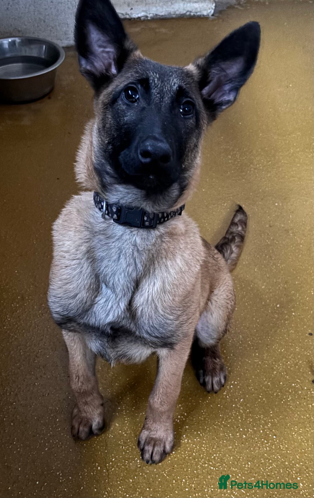 Belgian Shepherd Dog dogs for sale: Belgian shepherd  - Advert 2