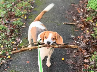 Beagle dogs Lewie - Advert 18