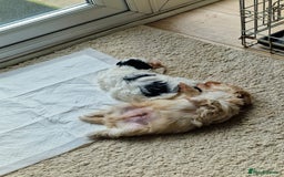 Mixed Breed dogs for sale: 5 week old girl shorkiepoo  - Image 3