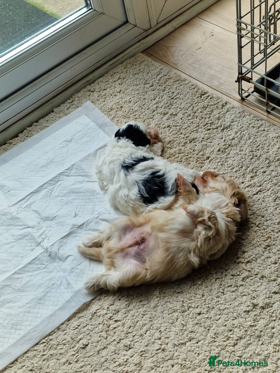 Mixed Breed dogs for sale: 5 week old girl shorkiepoo  - Image 3