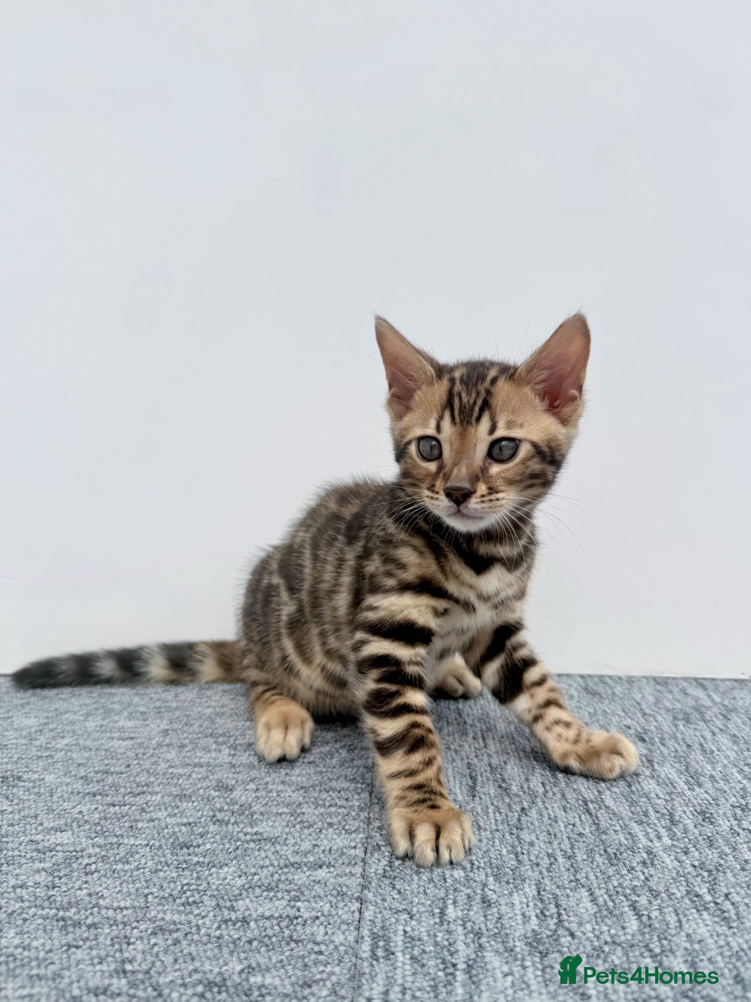 Bengal cats 🐾 Gorgeous Pure Breed Bengal Boy Kitten 🐾 - Advert 3