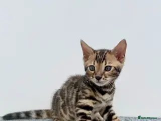 Bengal cats 🐾 Gorgeous Pure Breed Bengal Boy Kitten 🐾 - Advert 3