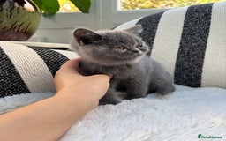 British Shorthair cats for sale: British Shorthair Kittens  - Image 13