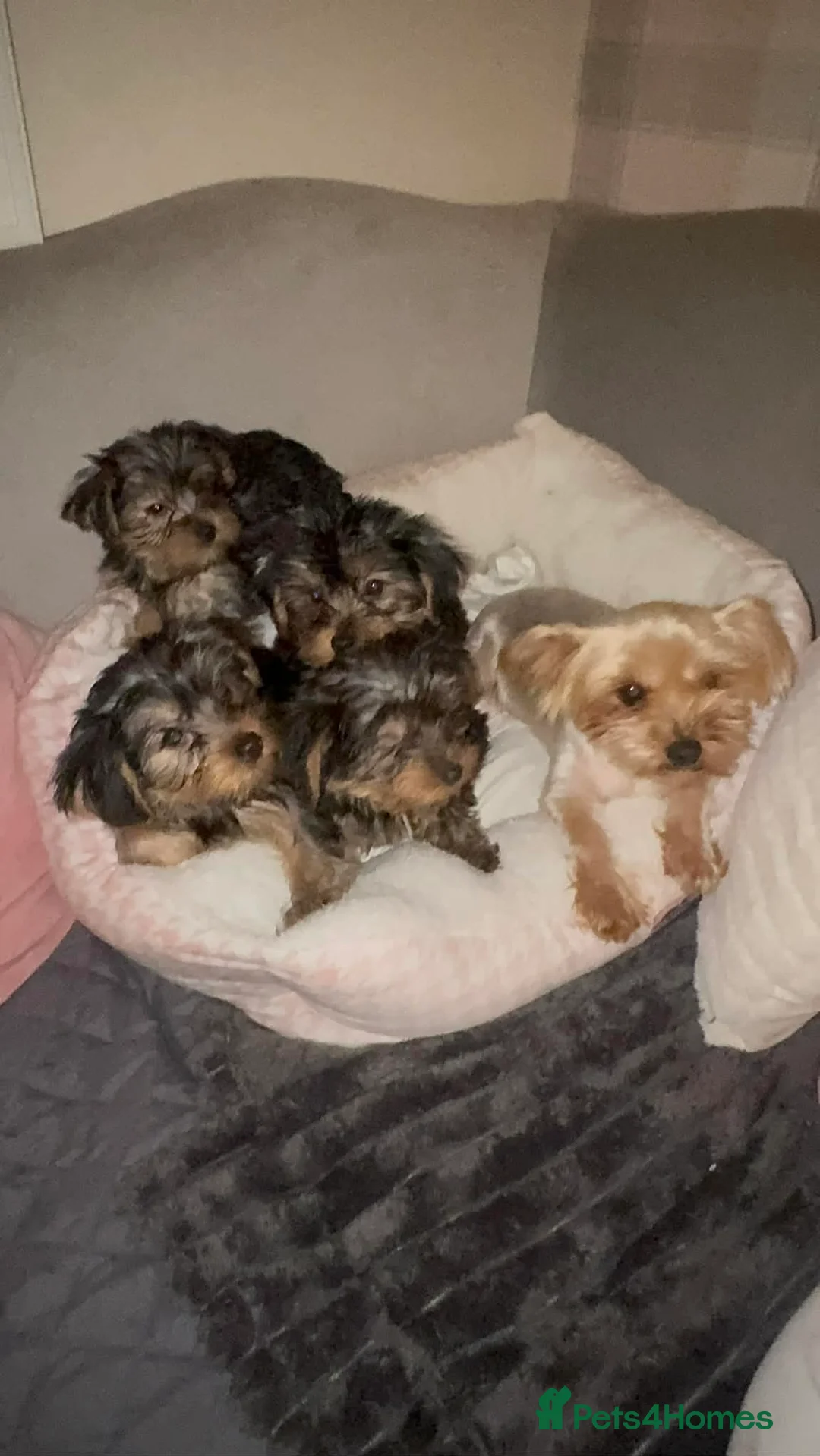 Yorkshire Terrier dogs for sale: Yorkshire Terrier Puppies - Advert 18