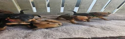 Miniature Pinscher dogs for sale: Adorable miniature pinscher puppies  - Advert 4