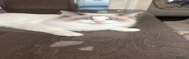 Ragdoll Princess 
