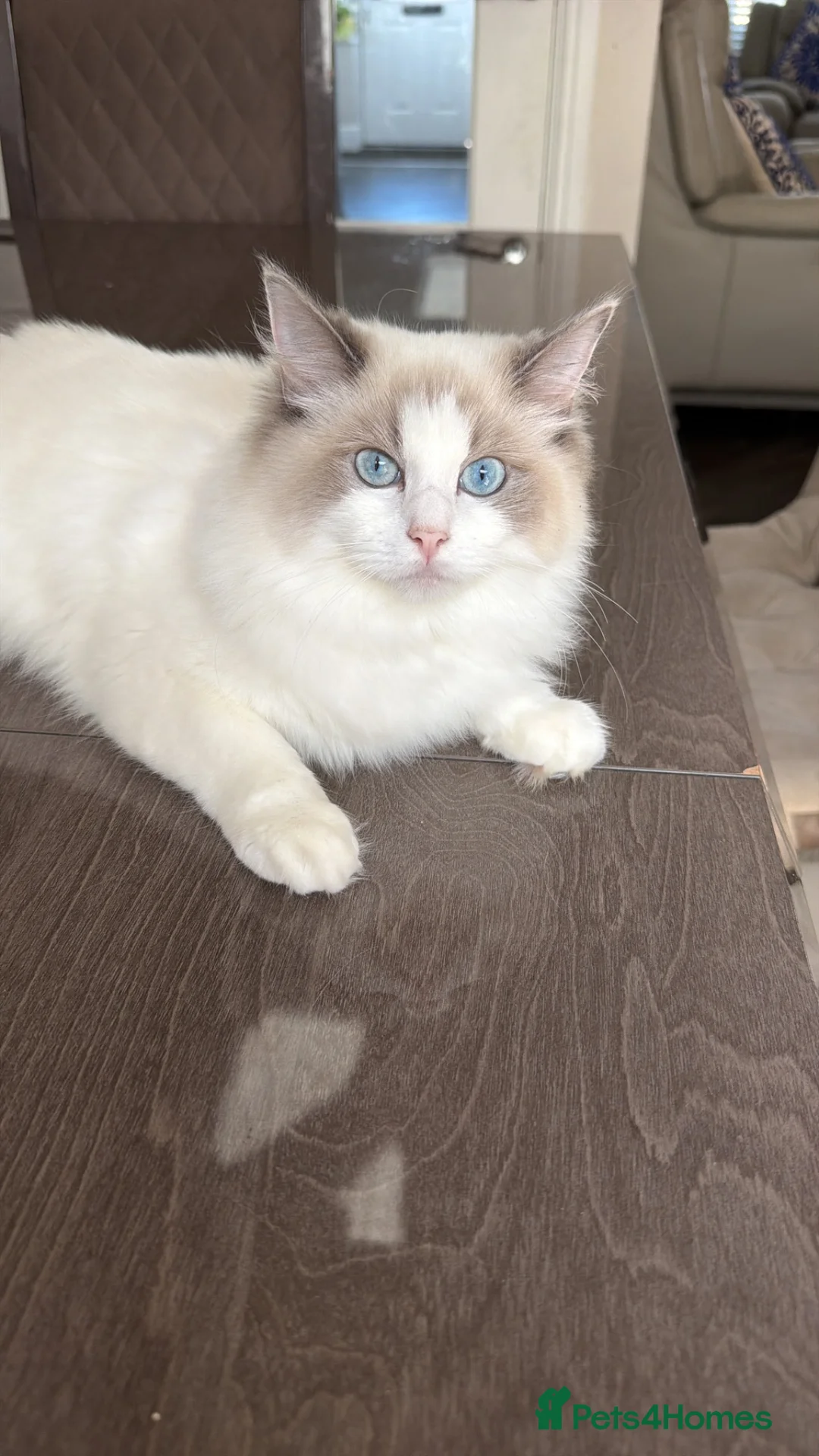 Ragdoll cats for sale: 9 Months Old Ragdoll Princess 👑  - Advert 1
