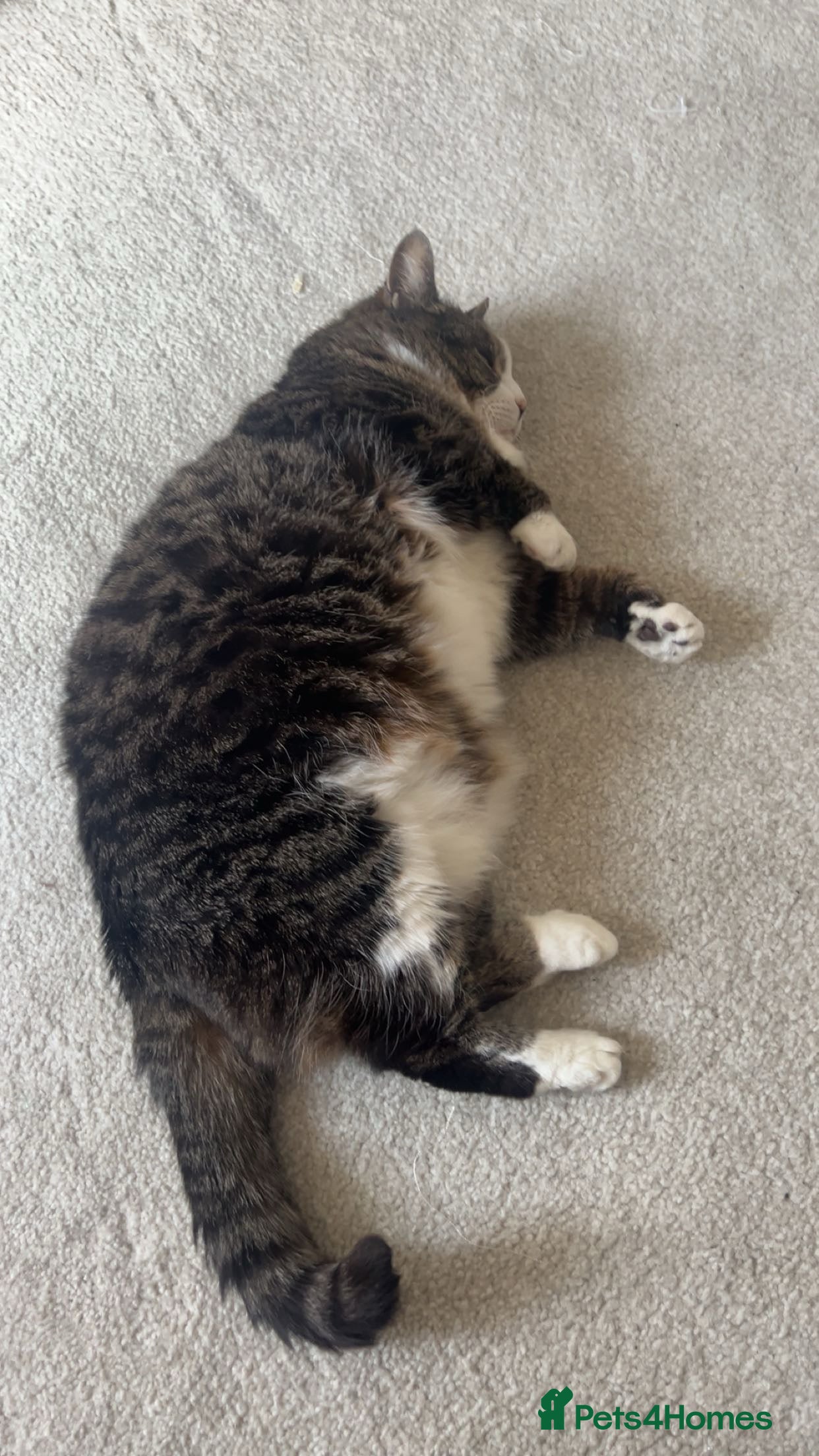 American Shorthair cats Belly looking for lovely home - Advert 1