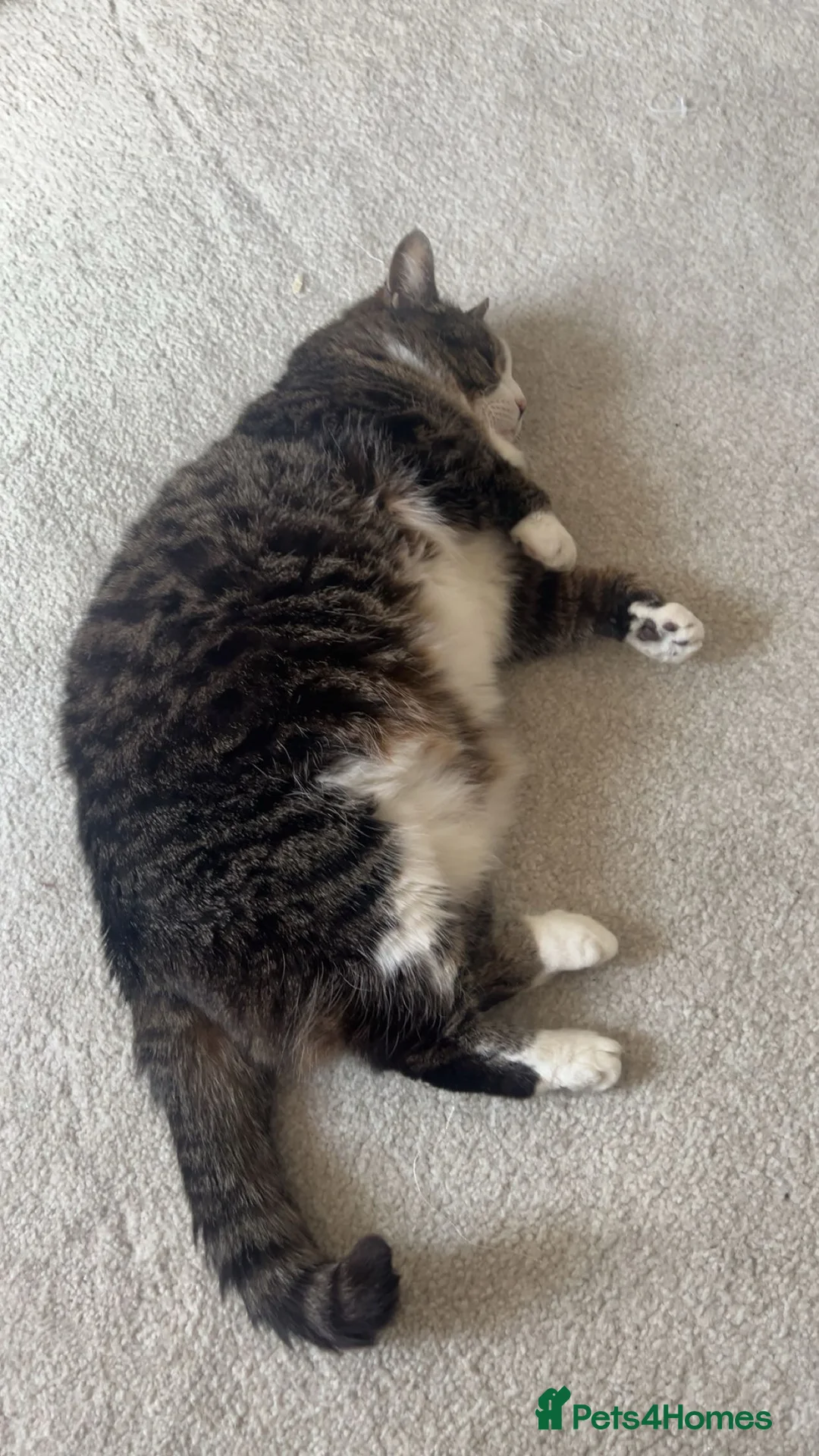 American Shorthair cats for sale: Belly looking for lovely home - Advert 1