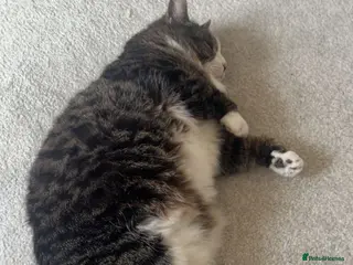 American Shorthair cats Belly looking for lovely home - Advert 1