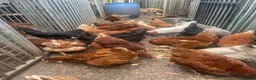 Chickens poultry for sale: Laying Hens For Sale - Advert 3