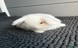 Mini Lop rabbits for sale: Little fluffy mini lops  - Image 13