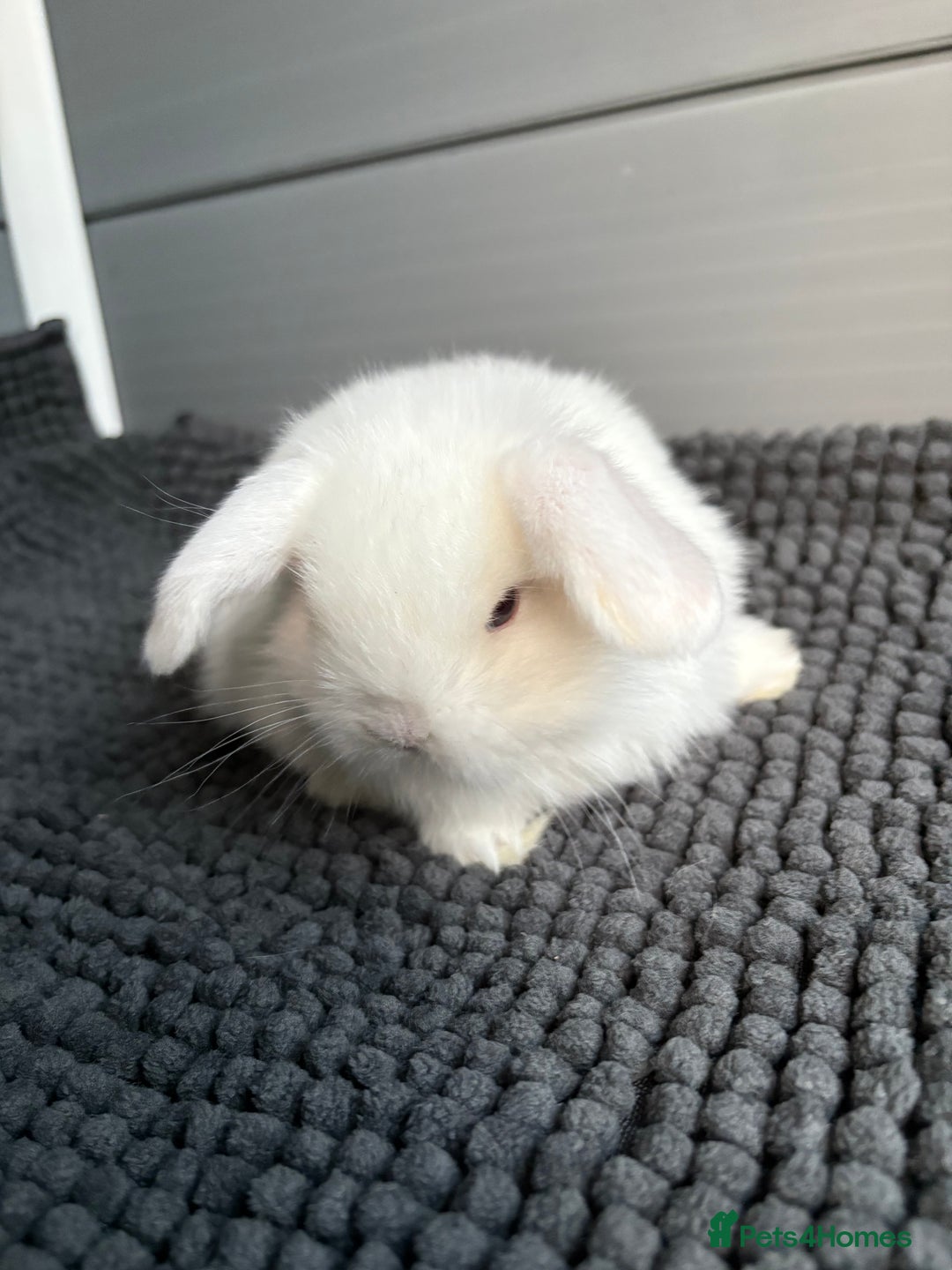 Mini Lop rabbits for sale: Little fluffy mini lops  - Image 13