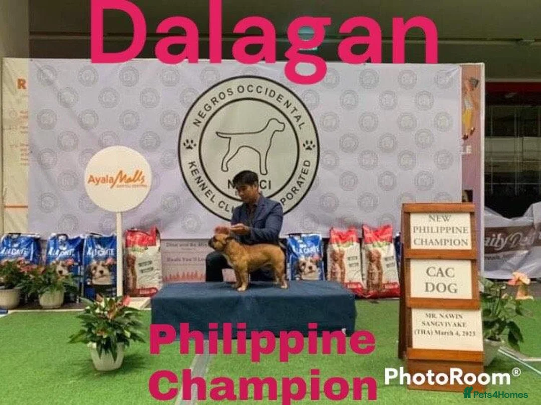 French Bulldog dogs for stud: **CHAMPION French Bulldog at STUD** - Advert 2