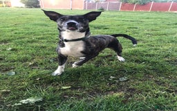 Mixed Breed dogs for sale: Brie is looking for active dog free home  - Image 3