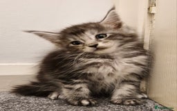 Maine Coon cats for sale: !!!BEAUTIFUL BIG BABIES AVAILABLE!!!  - Image 5