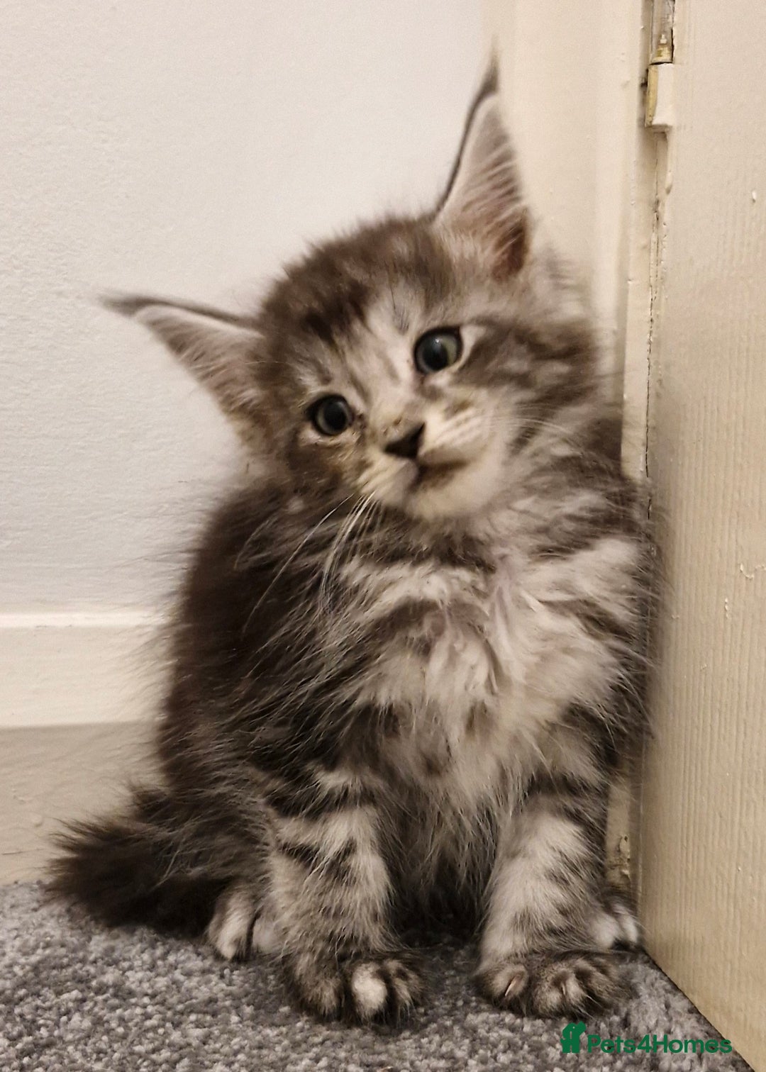 Maine Coon cats for sale: !!!BEAUTIFUL BIG BABIES AVAILABLE!!!  - Image 5