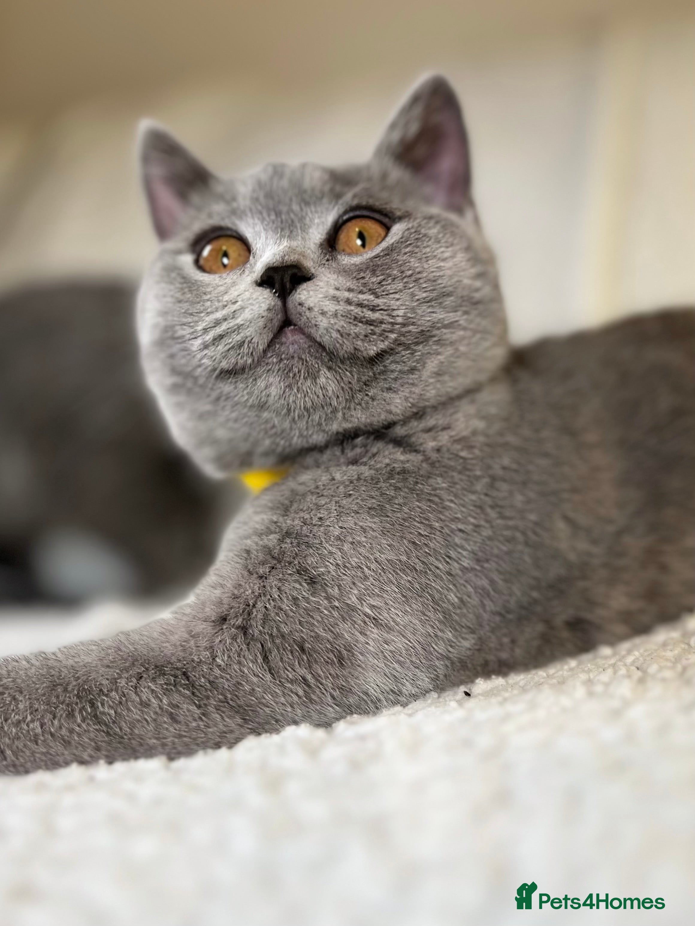 British Shorthair cats British Shorthair Girls kitten – LAST TWO ! - Advert 17