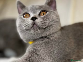 British Shorthair cats British Shorthair Girls kitten – LAST TWO ! - Advert 13
