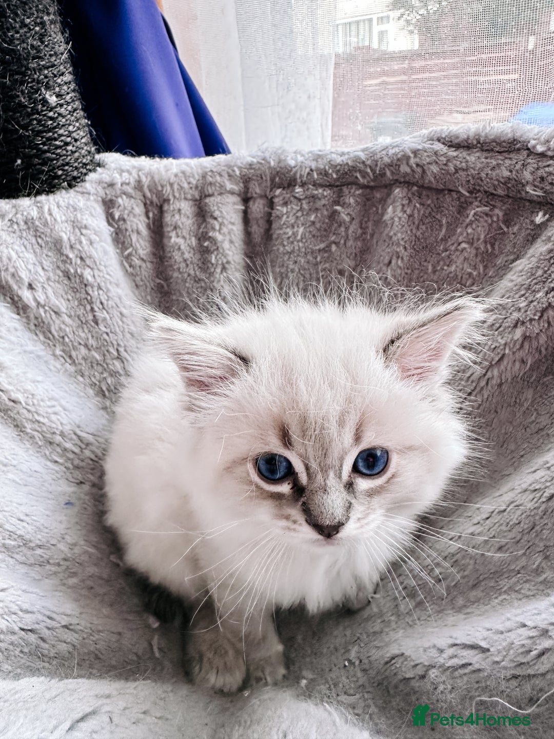 Ragdoll cats for sale: Gorgeous Ragdoll Lynx Girls!  - Image 10