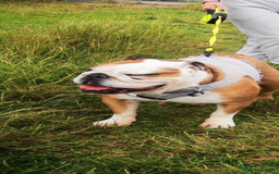 English Bulldog dogs for sale: Dolly  - Image 2