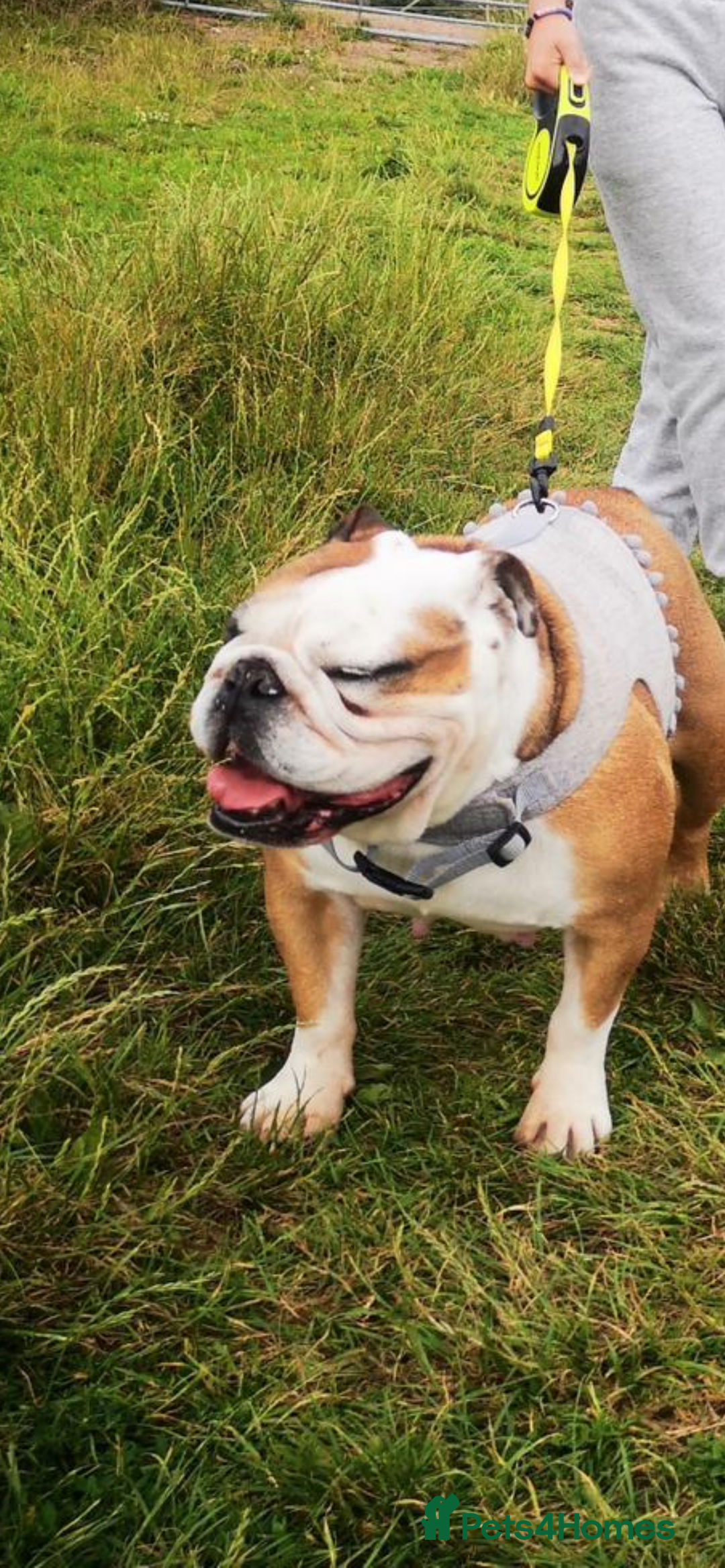 English Bulldog dogs for sale: Dolly  - Image 2
