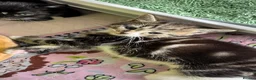 Domestic Shorthair cats for sale: Five Kittens looking for homes! Cute dispositions! - Advert 8