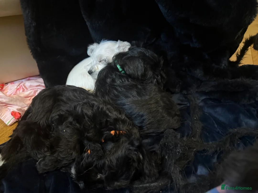 Miniature Schnauzer dogs for stud: Beautiful kc reg Black Mini Schnauzer for stud - Advert 9