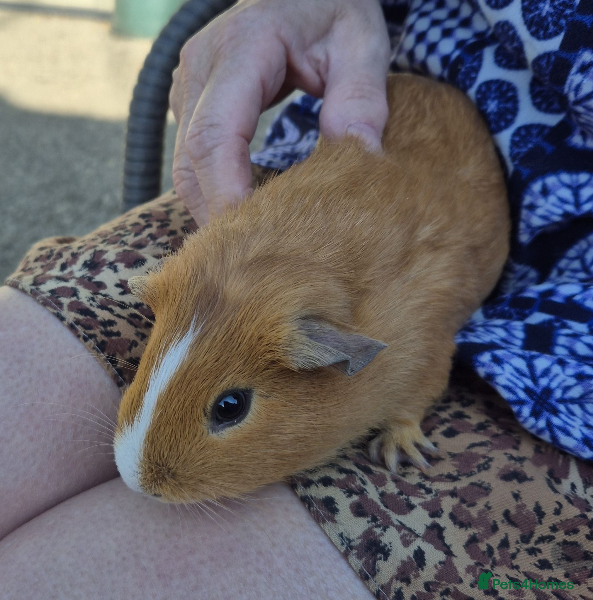 Guinea Pig rodents Guinea pig Male for sale - Advert 1