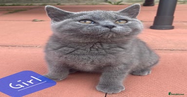 British Shorthair cats - Advert 11