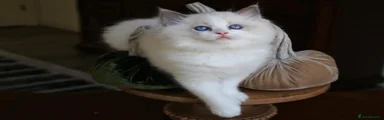 Ragdoll Kitten 7