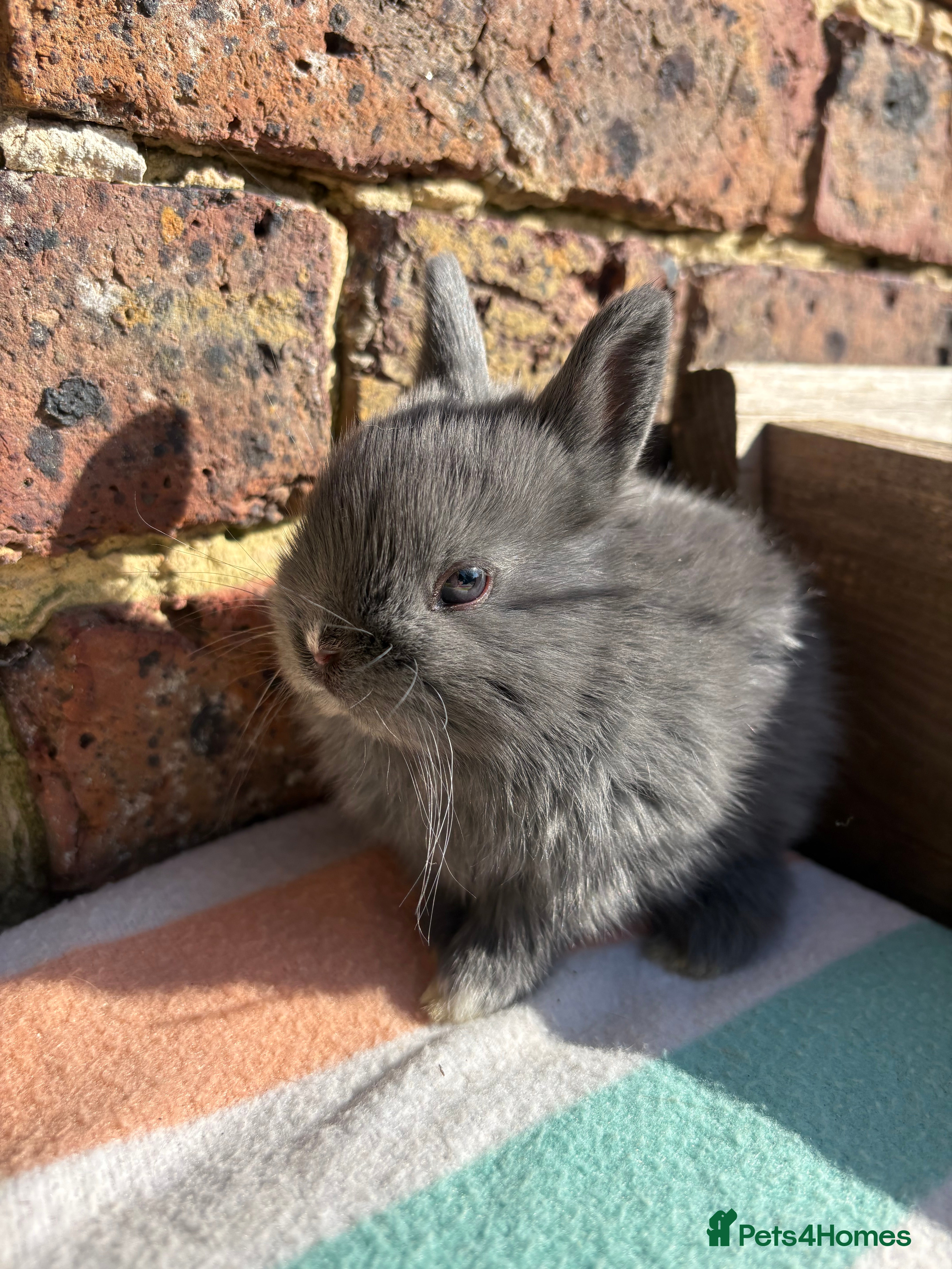 Netherland Dwarf rabbits   Netherland Dwarf bunnies  - Advert 17
