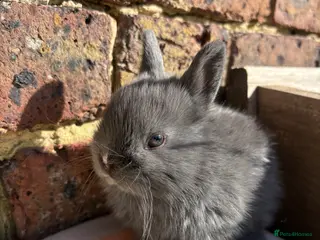 Netherland Dwarf rabbits Netherland Dwarf bunnies - Advert 17