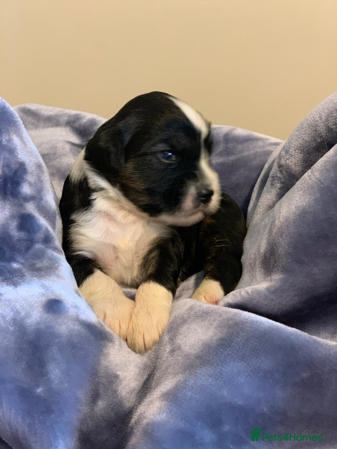 Tibetan Terrier dogs for sale: Lovely Litter of KC Reg Tibetan Terrier puppies  - Advert 18